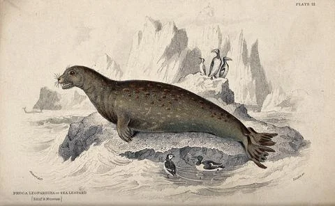 A sea leopard (phoca leopardina) sitting on a rock in the sea. Coloured etc.. 스톡 일러스트