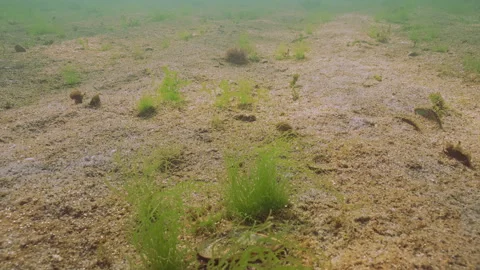 Sea Lettuce green algae, Ulva sways in water current, they grow among colony of Video stock 333596276