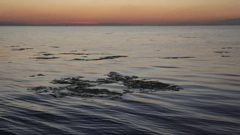 Sea Lettuce at the Surface after Sunset Stockbeeldmateriaal 345832708