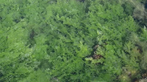 Sea lettuce (Ulva lactuca) green alga in rock pool. Zoom in Stock Footage