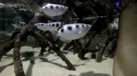 Sea life in aquarium 4 Stock Footage