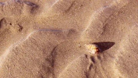 Sea life on beach. Stock Footage 83576981