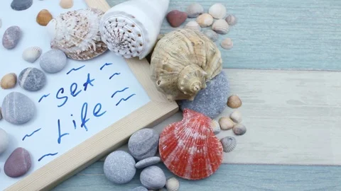 Sea life composition Stock Footage 87202921