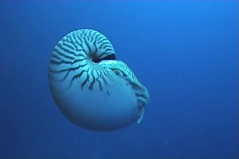 Sea life Stock Footage 473867