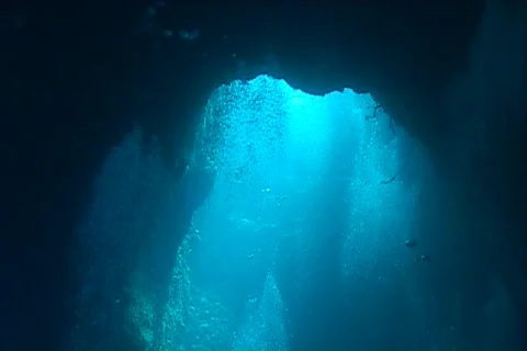 Sea life Stock Footage 474985