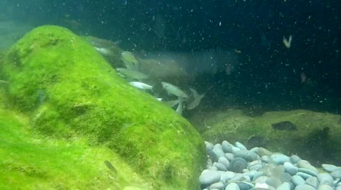 Sea life Video stock 772173