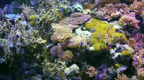 Sea life Stock Footage 773670