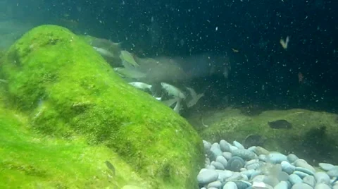 Sea life Video stock 1460689
