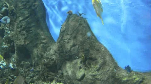 Sea life Stock Footage 21845653