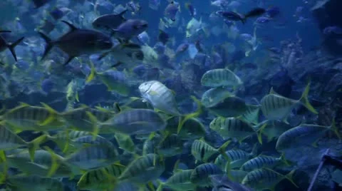 Sea life Stock Footage 22243301