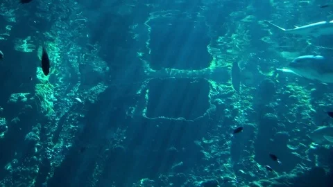 Sea Life Stock Footage 75688451