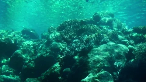 Sea Life Stock Footage 75688566