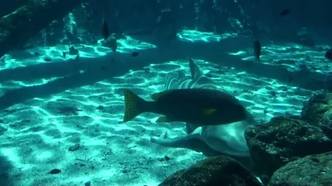 Sea Life Stock Footage 75688744