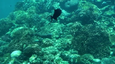 Sea Life Stock Footage 75688791