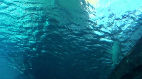 Sea Life Stock Footage 75689006