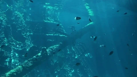 Sea Life Stock Footage 75689016