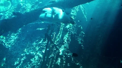 Sea Life Stock Footage 75689861