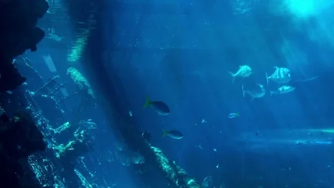 Sea Life Stock Footage 75689889