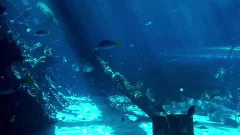 Sea Life Stock Footage 75690036