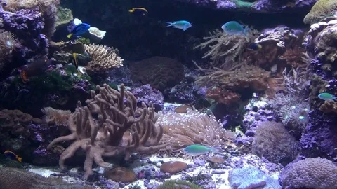 Sea Life Stock Footage 75690105