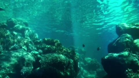 Sea Life Stock Footage 75690910