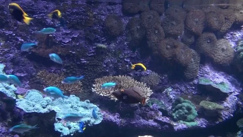 Sea Life Stock Footage 75690932