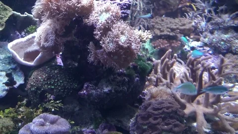 Sea Life Stock Footage 75691076