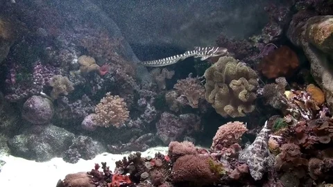 Sea Life Stock Footage 75691623