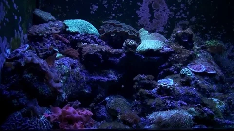 Sea Life Stock Footage 75691861