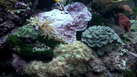 Sea Life Stock Footage 75691916