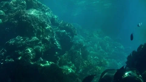 Sea Life Stock Footage 75692119