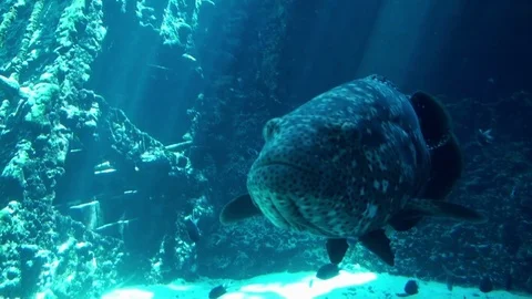 Sea Life Stock Footage 75692514