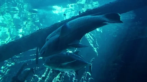 Sea Life Stock Footage 75692644