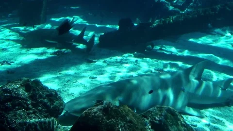 Sea Life Stock Footage 75692900