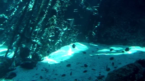 Sea Life Stock Footage 75692937