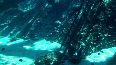 Sea Life Stock Footage 75692994