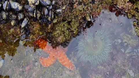 Sea Life Stock Footage 150279986