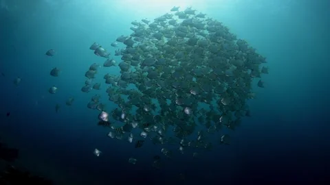 Sea life Stock Footage 242641781