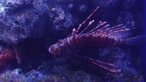 Sea Life Stock Footage 308819485