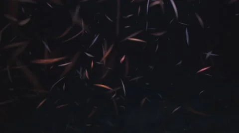 Sea life at night Vídeo Stock 5802496