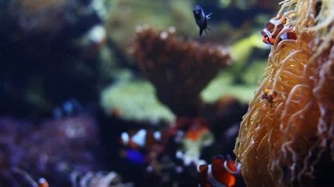 Sea Life Pull Focus shot Stock-Footage 35838402
