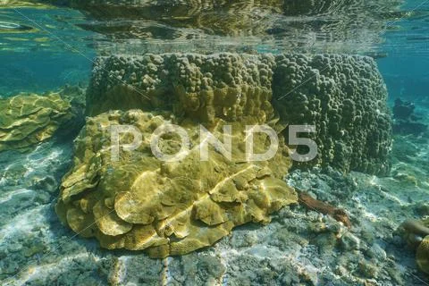 Sea life rice coral and lobe coral Pacific ocean Stock Photos