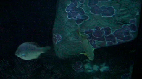 Sea Life Sharks Fish Reef Jelly fish and more Stock Footage 361253