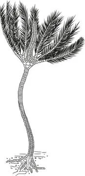 Sea Lily Stock Illustration