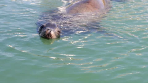 Sea Lion 1 Video stock 231252509