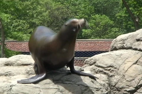 Sea lion 9  Stock Footage 335793