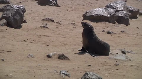 Sea lion alone among stones in a Namibia beach Stock Footage 59188978