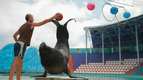 Sea lion and trainer Stock Footage