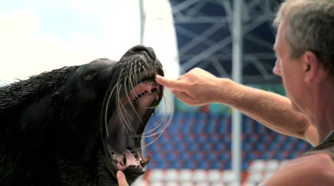 Sea lion and trainer Stock Footage