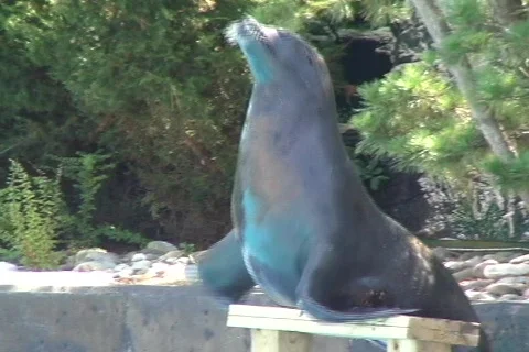 Sea Lion applauses  動画素材 333779